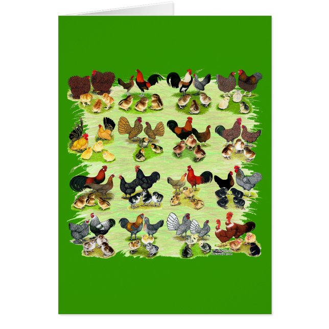 16 familias de pollos (Frente)