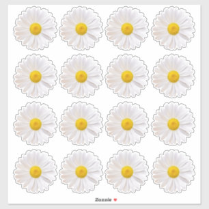16 Pegatinas de Shasta Daisy Flower Kiss-Cut