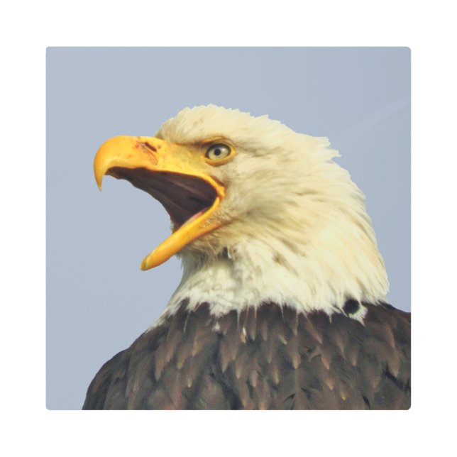 16"x 16" Muro Metalizado arte del águila (Anverso)