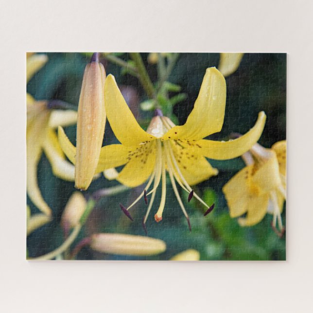 16x20, 520 piezas, rompecabezas (Horizontal)