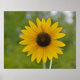 16x20 escogen la impresión del girasol