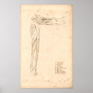 1833 músculos de impresión de la anatomía del