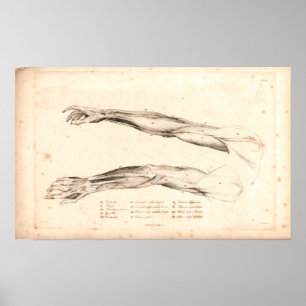 1833 músculos de impresión de la anatomía del