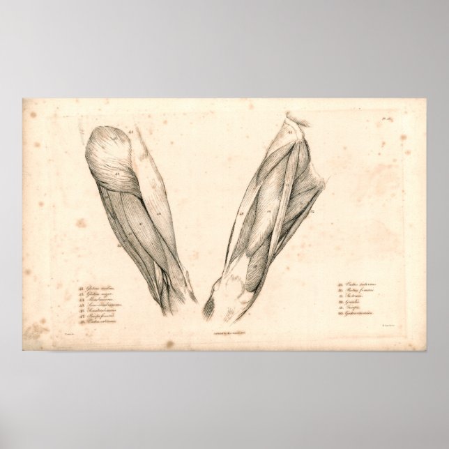 1833 Músculos de la impresión de anatomía de la ve (Frente)