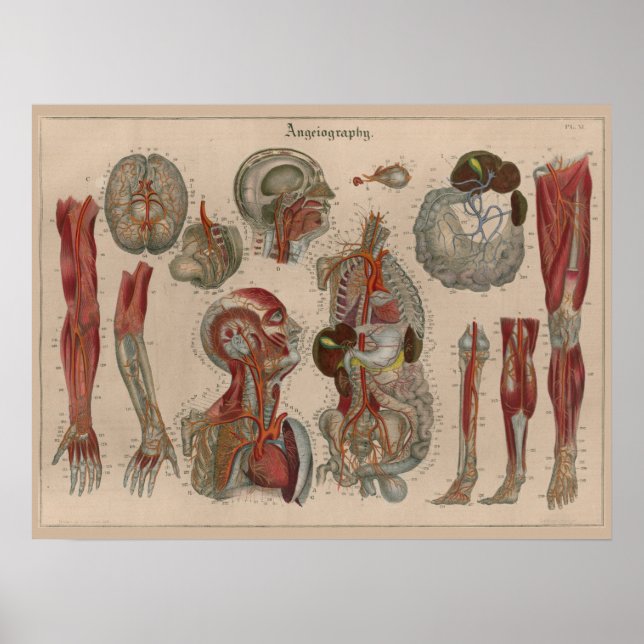 1837 Arterias de cosecha Poster de arte de anatomí (Frente)