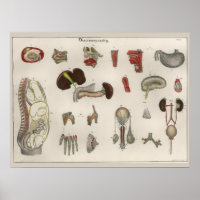 1837 Poster de arte de anatomía de órganos interno