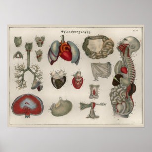 1837 Poster de arte de anatomía de órganos interno