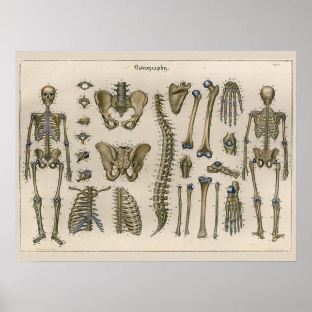 1837 Poster de arte de la anatomía de la columna v (Frente)