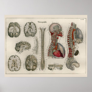 1837 Poster de arte de la anatomía de los nervios