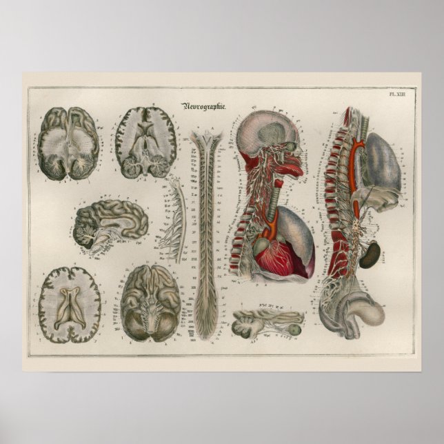 1837 Poster de arte de la anatomía de los nervios  (Frente)