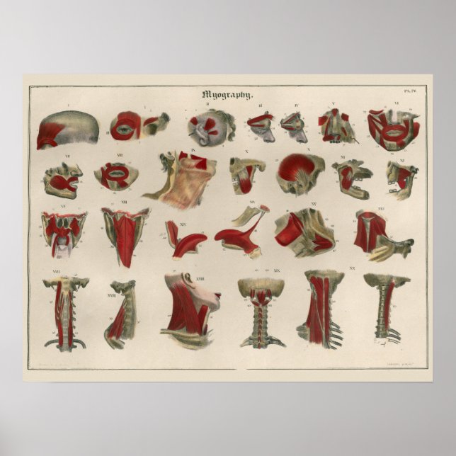 1837 Poster de arte de la anatomía muscular ventil (Frente)