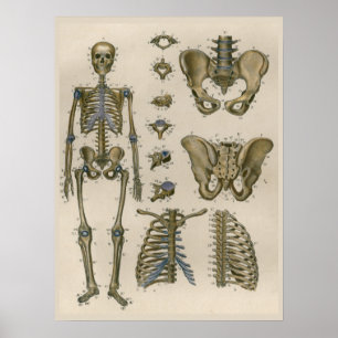 1837 Poster de Arte de Pelvis Anatomy Skeleton Vin
