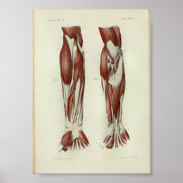 1844 Brazo De Músculos De Impresión De Anatomía Vi (Frente)