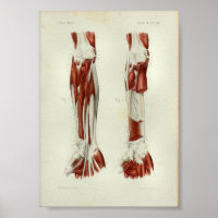1844 Brazo De Músculos De Impresión De Anatomía Vi
