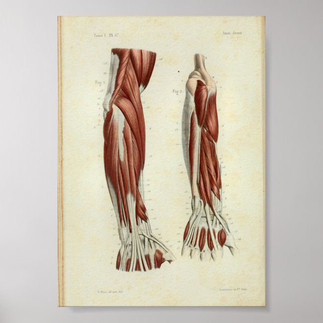 1844 Brazo De Músculos De Impresión De Anatomía Vi (Frente)