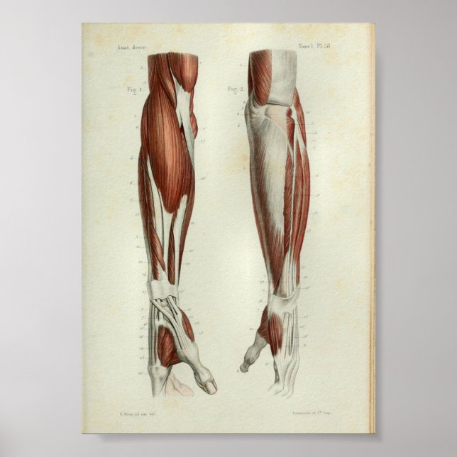 1844 Brazo De Músculos De Impresión De Anatomía Vi (Frente)