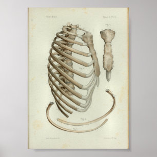 1844 Cajera De La Ropa De Impresión De Anatomía Vi