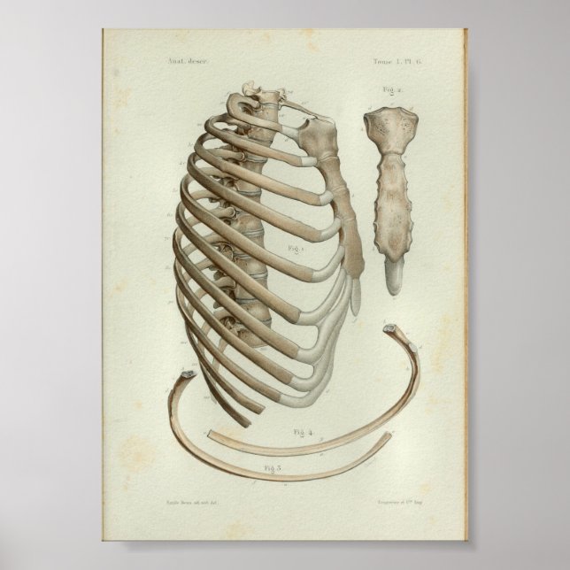 1844 Cajera De La Ropa De Impresión De Anatomía Vi (Frente)