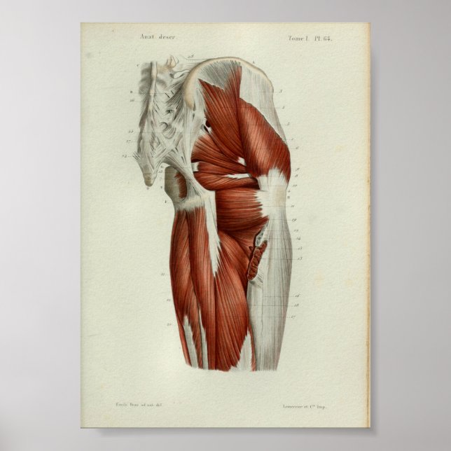 1844 Hip de músculos de impresión de anatomía vend (Frente)