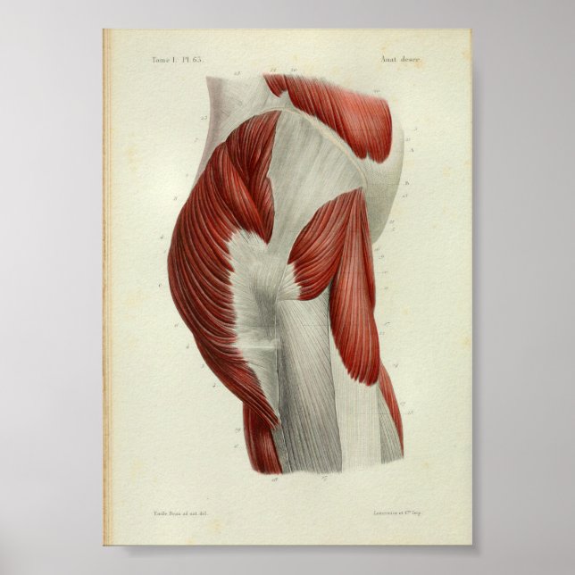 1844 Hip de músculos de impresión de anatomía vend (Frente)