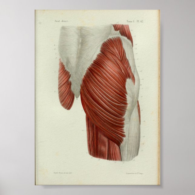 1844 Hip de músculos de impresión de anatomía vend (Frente)