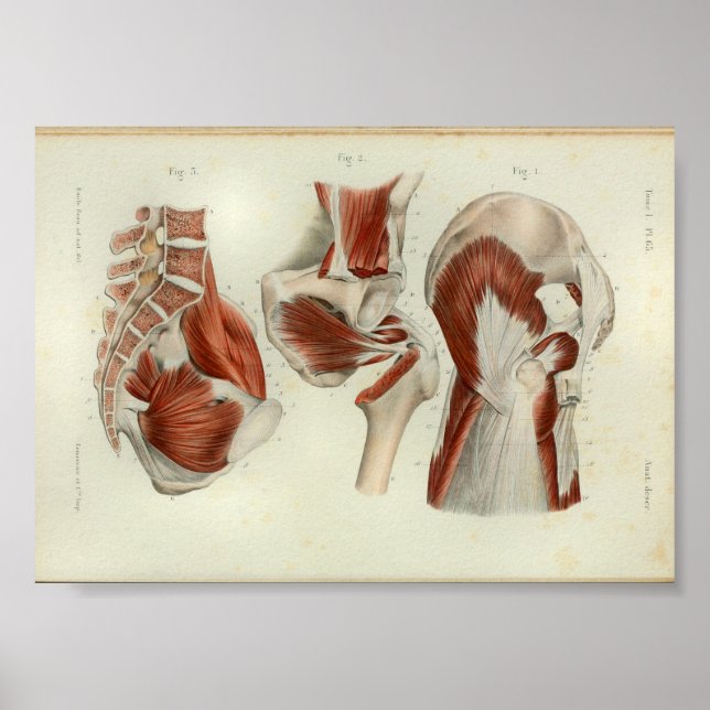 1844 Hip de músculos de impresión de anatomía vend (Frente)