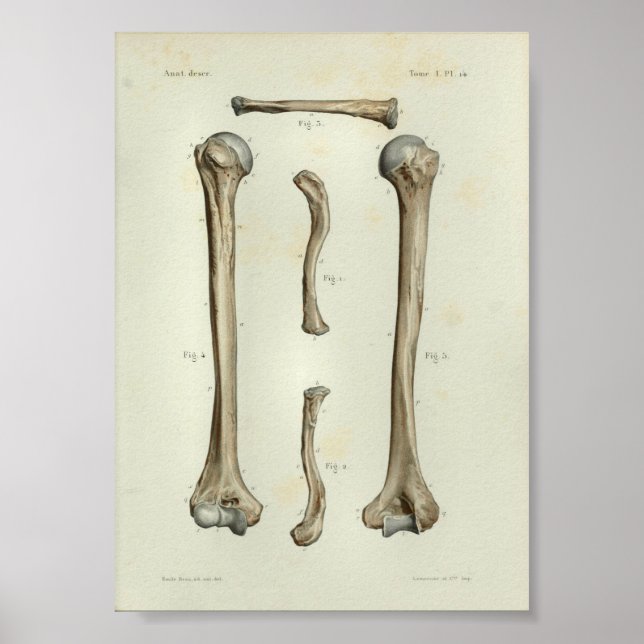 1844 Humerus Clavicle Impresión De Anatomía Vintag (Frente)