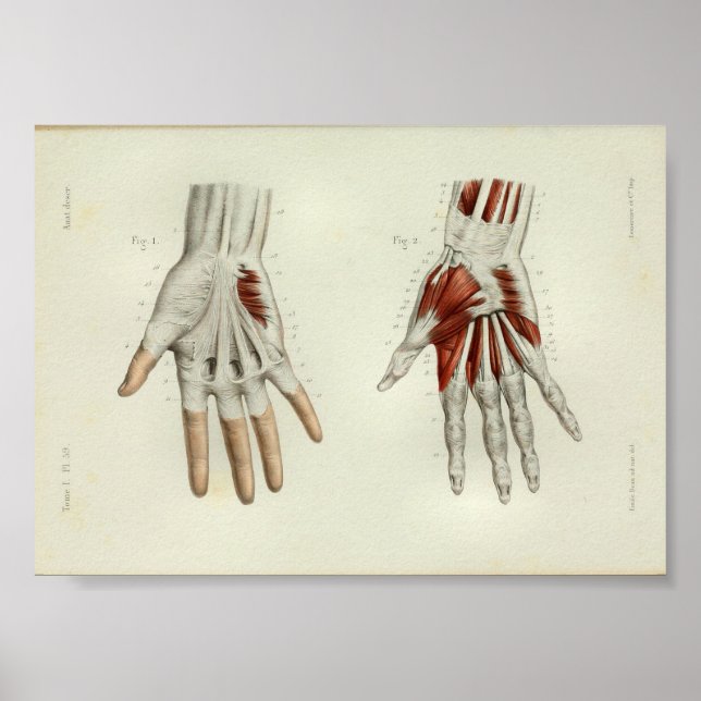 1844 Mano de los músculos de impresión de anatomía (Frente)