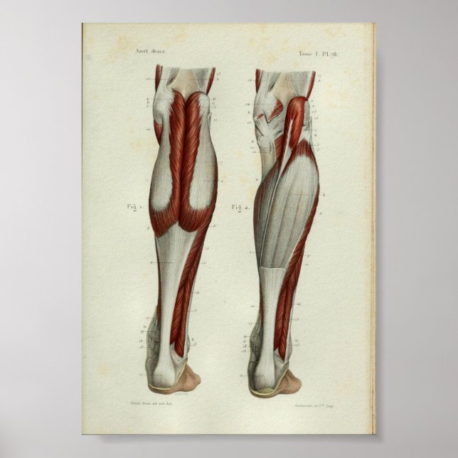 1844 Músculos de impresión de anatomía vendimia Ca (Frente)