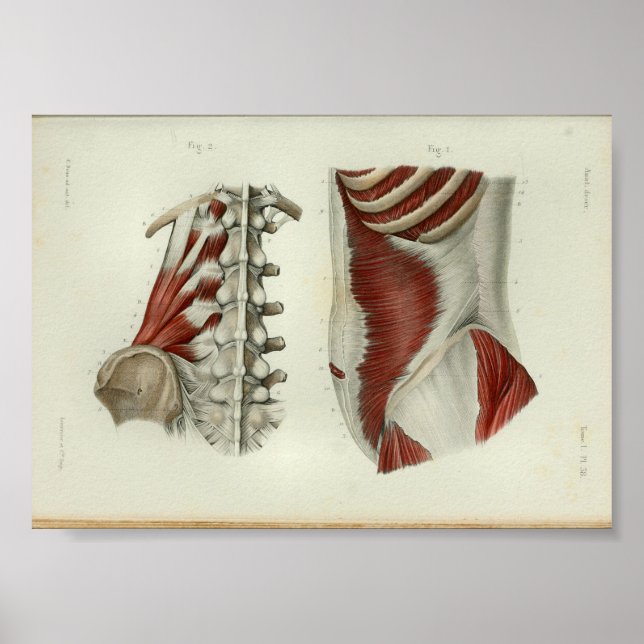 1844 Músculos de impresión de anatomía vendimia Lu (Frente)