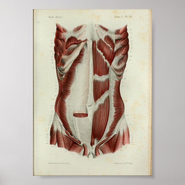 1844 Músculos de impresión de anatomía vendimia pe (Frente)