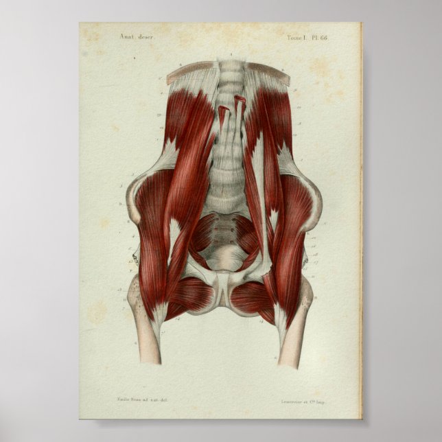 1844 Músculos de impresión de anatomía vendimia pé (Frente)