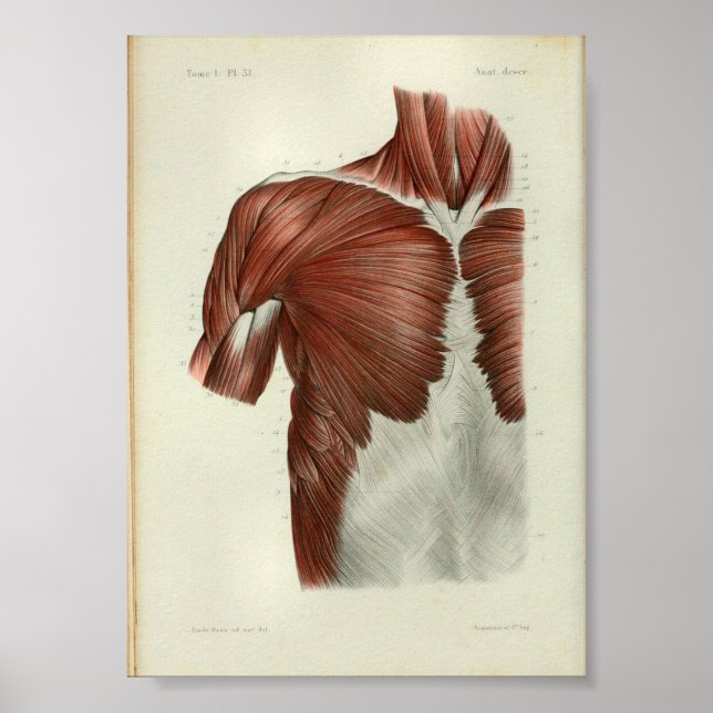 1844 Músculos de impresión de anatomía vendimia pe (Frente)