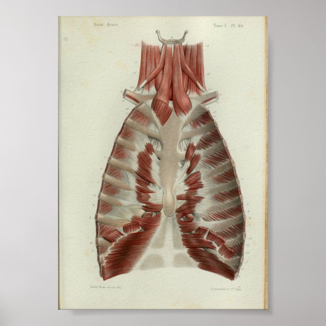 1844 Músculos de impresión de anatomía vendimia pe (Frente)