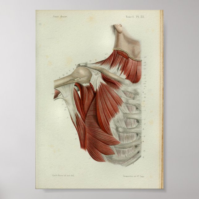 1844 Músculos de impresión de anatomía vendimia pe (Frente)