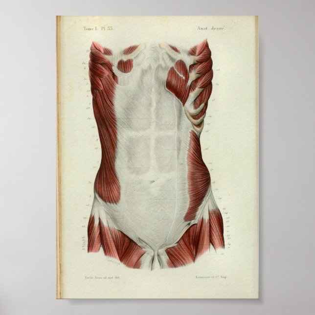1844 Músculos de impresión de anatomía vendimia pe (Frente)