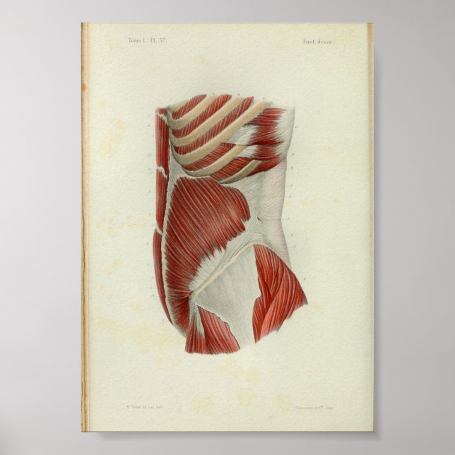 1844 Músculos de impresión de anatomía vendimia To (Frente)
