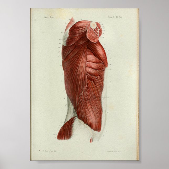 1844 Músculos de impresión de anatomía vendimia To (Frente)