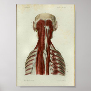 1844 Músculos de impresión de anatomía ventilado C