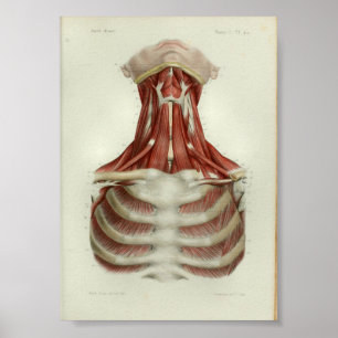 1844 Músculos de impresión de anatomía ventilado C