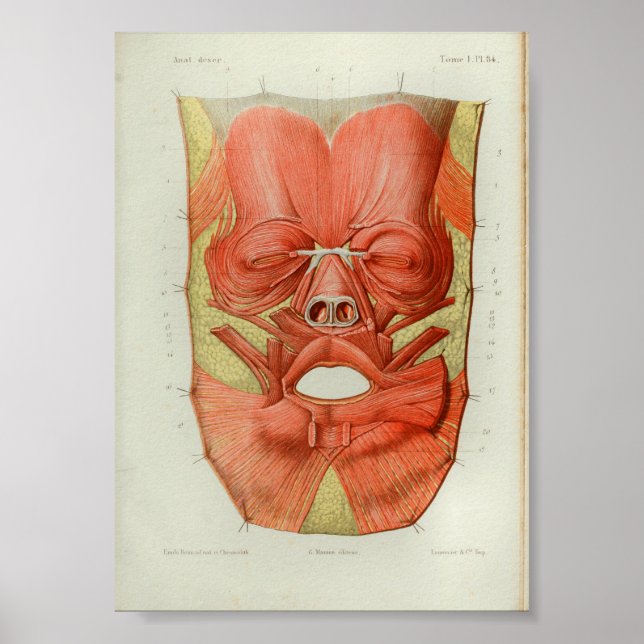 1844 Músculos de impresión de anatomía ventilado c (Frente)