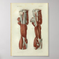 1844 Músculos de impresión de anatomía ventilado H