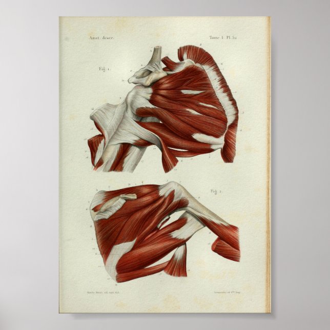 1844 Músculos de impresión de anatomía ventilado H (Frente)