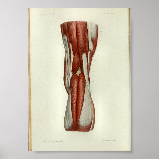 1844 Rodilla de músculos de impresión de anatomía  (Frente)