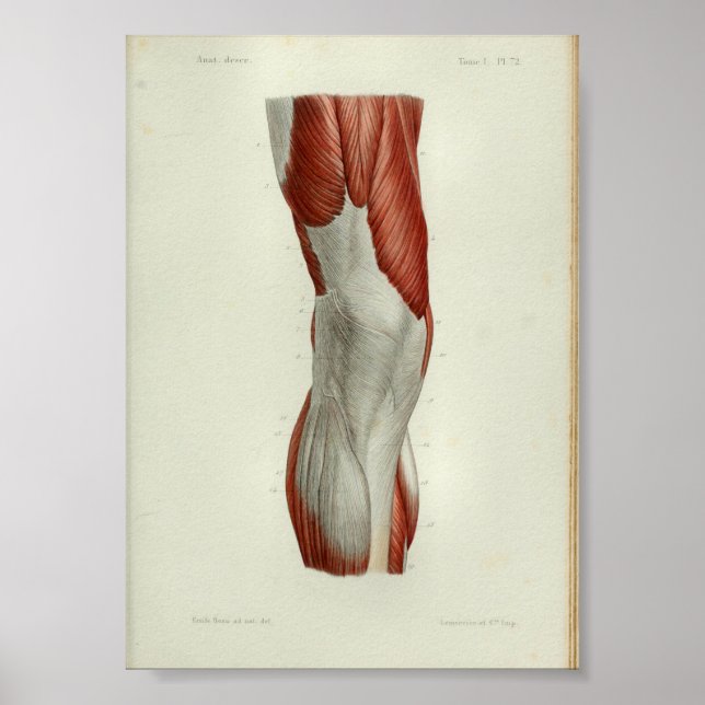 1844 Rodilla de músculos de impresión de anatomía  (Frente)