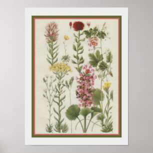 1849 Impresión botánica de Jane Loudon- 12x16