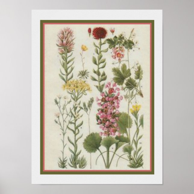 1849 Impresión botánica de Jane Loudon- 12x16 (Frente)