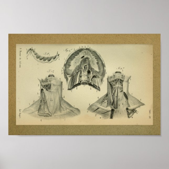 1850 Músculos de Diafragma de impresión de anatomí (Frente)