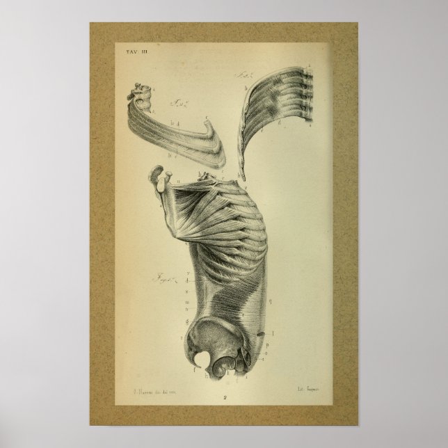 1850 Músculos de hombro de impresión de anatomía v (Frente)