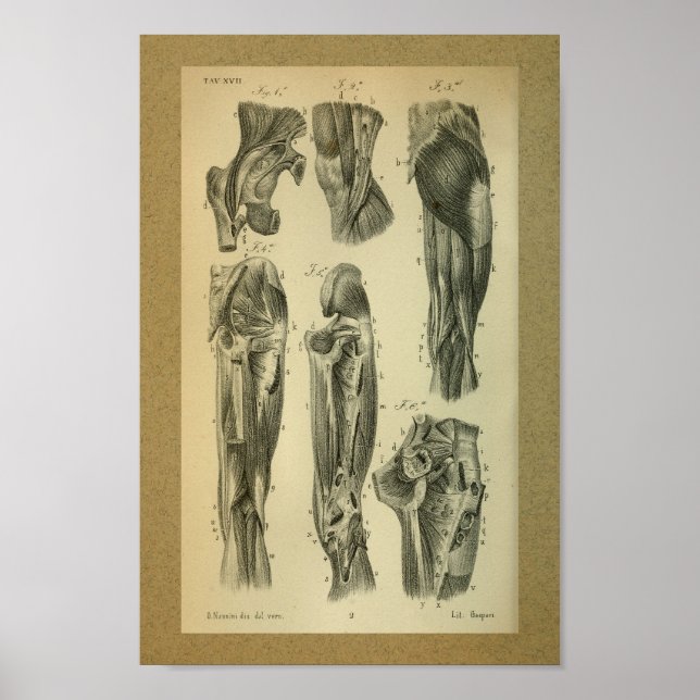 1850 Músculos de la pierna de impresión de anatomí (Frente)